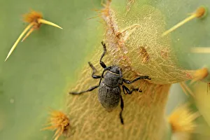 Deep South Prints: Cactus long-horned beetle (Moneilema spp.), Rio Grande City, Texas, USA