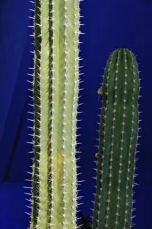Cover Prints: Cactus in the Majorelle garden. Marrakech, Morocco