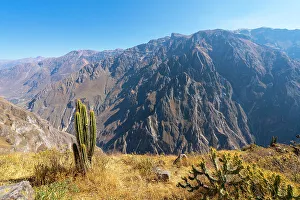 Peru Prints: Cactus on slope of Canyon Colca, Caylloma Province, Arequipa Region, Peru