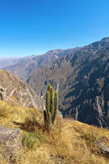 Peru Prints: Cactus on slope of Canyon Colca, Caylloma Province, Arequipa Region, Peru