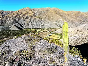 Cactus Prints: Cactus, Tumbaya, Jujuy, Argentina