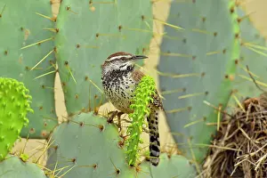 Breeding Prints: Cactus wren (Campylorhynchus brunneicapillus) at nest constructed in cactus