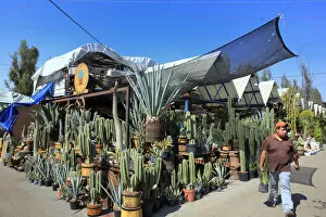 Cactuses on flower market, Cuemanco, Mexico DF, Mexico
