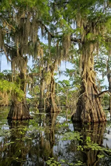 Images Dated 3rd January 2023: Caddo Lake, Texas, USA