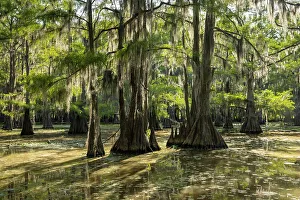 Caddo Lake, Texas, USA