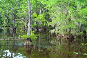 Places Prints: Caddo Lake, Texas, USA