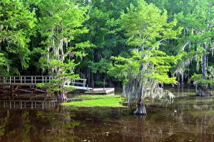 Places Prints: Caddo Lake, Texas, USA