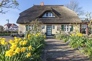 Daffodils Prints: Cafe Rose Garden in a historic thatched roof house in Zingst