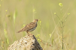 Bulgaria Prints: Calandra lark (Melanocorypha calandra), perched on rock near Bratsigovo, Bulgaria
