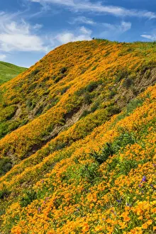 Wild Flower Prints: California Poppies Blooming in Chino Hills State Park, Los Angeles, California, USA
