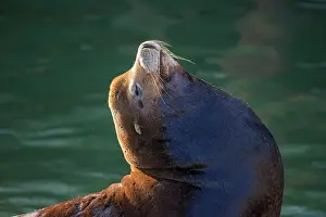 Jetties Prints: California sea lion (Zalophus californianus) Males lounging on a wharf