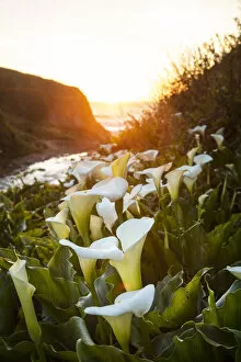 Images Dated 16th April 2021: Calla lilies, Carmel-By-The-Sea, Big Sur, California, USA