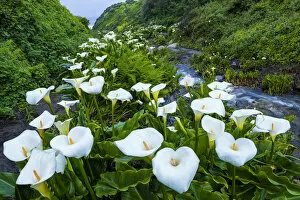 Images Dated 17th April 2018: Calla Lily Valley, Garrapata State Park, California, USA