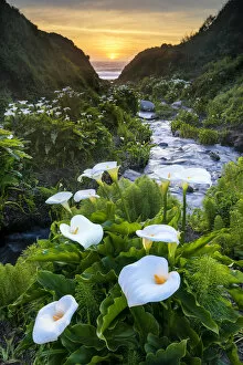 White Gallery: Calla Lily Valley at Sunset, Garrapata State Park, California, USA