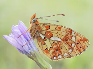 Liguria Gallery: Callophrys rubi, Butterfly green ruby, Casareggio, Liguria, Italy