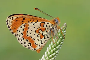 Images Dated 27th February 2023: Callophrys rubi, Butterfly green ruby, Casareggio, Liguria, Italy