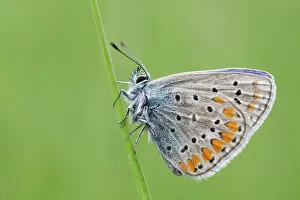 Images Dated 27th February 2023: Callophrys rubi, Butterfly green ruby, Casareggio, Liguria, Italy
