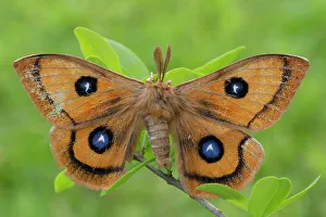 Images Dated 27th February 2023: Callophrys rubi, Butterfly green ruby, Casareggio, Liguria, Italy