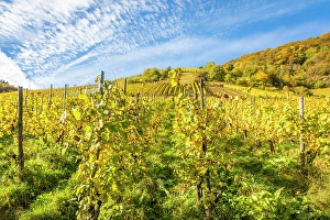 Wine Growing Region Prints: Calmont vineyard, steepest vineyard in Europe, Bremm, Mosel, Rhineland-Palatinate, Germany