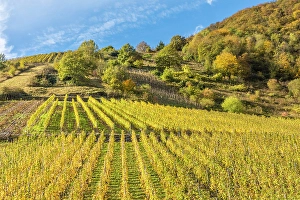 Steep Prints: Calmont vineyard, steepest vineyard in Europe, Bremm, Mosel, Rhineland-Palatinate, Germany