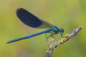 Calopteryx Splendens, Lura park, Lomazzo, Como province, Lombardy, Italy