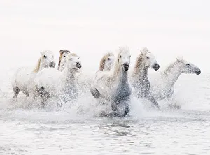Camargue white horses galloping through water, Camargue, France