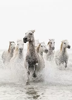 Images Dated 2nd December 2013: Camargue white horses galloping through water, Camargue, France
