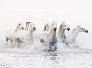 Wild Gallery: Camargue white horses galloping through water, Camargue, France