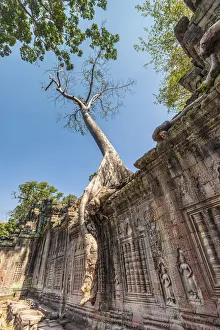 Angkor Prints: Cambodia, Angkor, Preah Khan Temple and tree