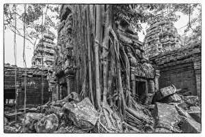 Black and White Gallery: Cambodia, Angkor, Ta Prohm, temple tree