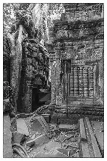 Images Dated 29th January 2018: Cambodia, Angkor, Ta Prohm, temple tree