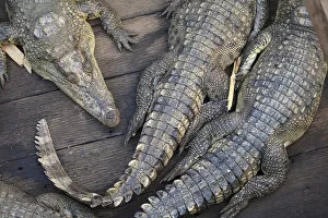 Images Dated 10th August 2015: Cambodia, Tonle Sap Lake, Chong Kneas floating villages, Crocodile farm