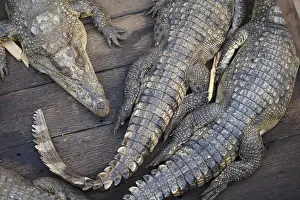 Crocodiles Prints: Cambodia, Tonle Sap Lake, Chong Kneas floating villages, Crocodile farm