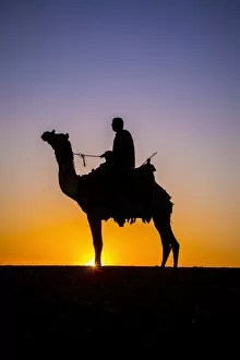 Giza Collection: Camel in the desert near Giza, Cairo, Egypt