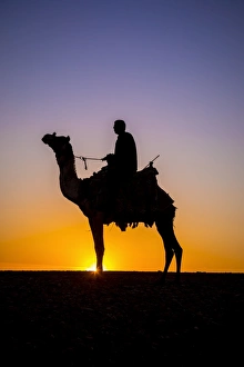 Images Dated 20th March 2017: Camel in the desert near Giza, Cairo, Egypt