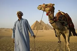 Giza Collection: A camel driver stands in front of the pyramids at Giza, Egypt