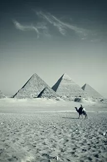 Camel & Giza Pyramids, Giza, Cairo, Egypt