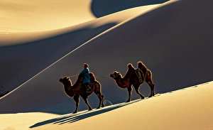 Gobi Desert Prints: Camel herder and 2 camels in the Khongor Dunes, Gobi Desert, Mongolia, Asia