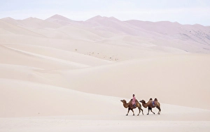 Gobi Desert Prints: Camel herder and 2 camels in the Khongor Dunes, Gobi Desert, Mongolia, Asia