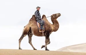 Mongolia Prints: Camel herder on his camel, Khongor Dunes, Gobi Desert, Mongolia, Asia