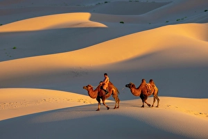 Gobi Desert Prints: Camel herder and his camels in the Khongor Dunes, Gobi Desert, Mongolia, Asia