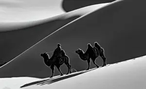 Gobi Desert Prints: Camel herder and camels in the Khongor Dunes, Gobi Desert, Mongolia, Asia