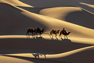 Dunes Prints: Camel herders and their camels in the Khongor Dunes, Gobi Desert, Mongolia, Asia