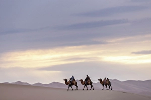 Gobi Desert Prints: Camel herders and camels in the Khongor Dunes, Gobi Desert, Mongolia, Asia