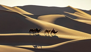 Gobi Desert Prints: Camel herders and their camels in the Khongor Dunes, Gobi Desert, Mongolia, Asia