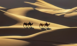Gobi Desert Prints: Camel herders and their camels in the Khongor Dunes, Gobi Desert, Mongolia, Asia