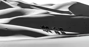 Gobi Desert Prints: Camel herders and camels in the Khongor Dunes, Gobi Desert, Mongolia, Asia