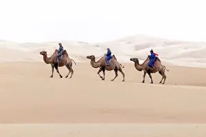 Dunes Prints: Three camel herders riding their camels in the Khongor Dunes, Gobi Desert, Mongolia, Asia