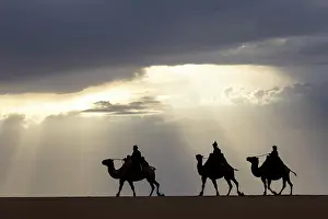 Mongolia Prints: Three camel herders riding their camels in the Khongor Dunes at sunset