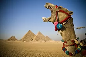 Giza Gallery: Camel at the Pyramids